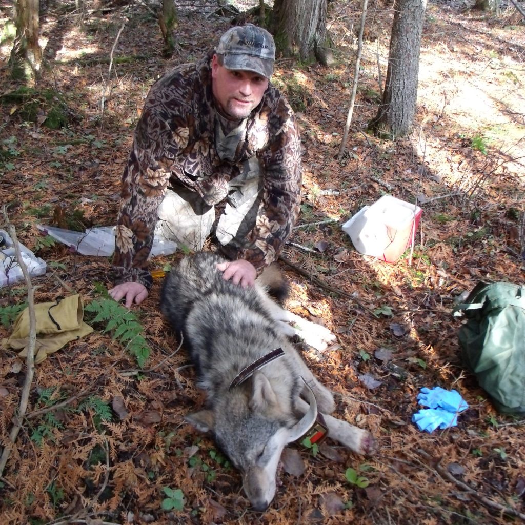 wolf-dnr-work-scaled