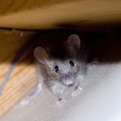 mouse-removal-minocqua-wisconsin