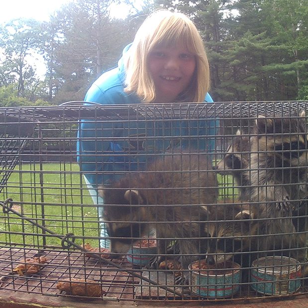 raccoon-removal-minocqua